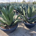 Agáva salmianova (Agave salmiana) ´FEROX´ - výška 60-80 cm, Ø 70-80 cm, kont. C75L (-8°C)